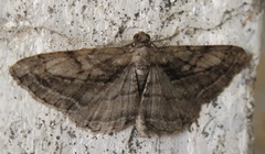 Peribatodes correptaria