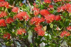 Metrosideros punctata