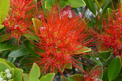 Metrosideros punctata