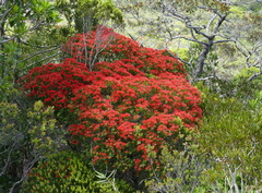 Metrosideros punctata