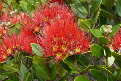 Metrosideros punctata