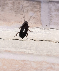 Loboptera