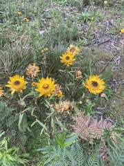 Xerochrysum viscosum