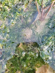 Temnopleurus toreumaticus