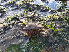 Clibanarius infraspinatus