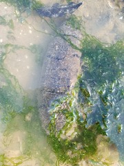 Holothuria scabra