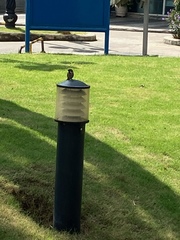 Passer montanus malaccensis