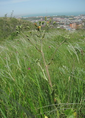 Crepis marschallii