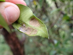 Eriophyes parsonsiae