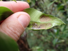 Eriophyes parsonsiae