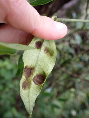 Eriophyes parsonsiae