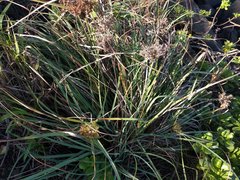 Cyperus javanicus