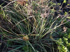 Cyperus javanicus