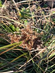 Cyperus javanicus