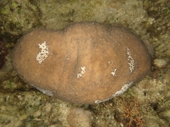 Actinopyga