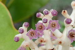 Tapeinosperma lenormandii