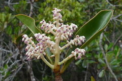 Tapeinosperma lenormandii