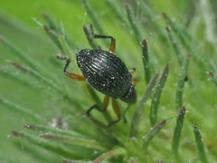 Protapion trifolii
