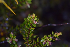 Epacris alpina