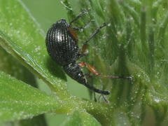Protapion trifolii
