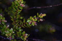 Epacris alpina