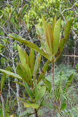 Tapeinosperma lenormandii