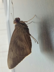 Erionota thrax