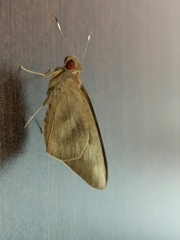 Erionota thrax