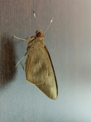 Erionota thrax