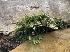 Asplenium difforme