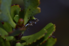 Mnesarchella