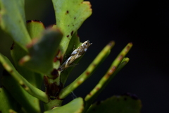 Mnesarchella
