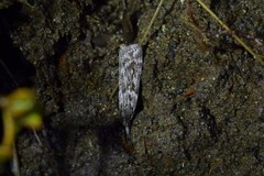 Scoparia indistinctalis