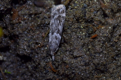 Scoparia indistinctalis