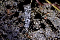 Scoparia indistinctalis