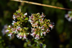 Epacris alpina