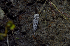 Scoparia indistinctalis