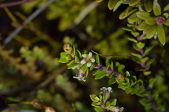 Epacris alpina