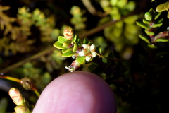Epacris alpina