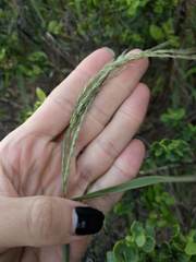 Digitaria insularis