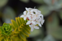 Pimelea buxifolia