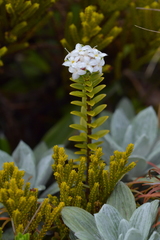 Pimelea buxifolia