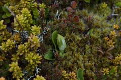 Pterostylis humilis
