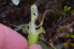 Pterostylis humilis