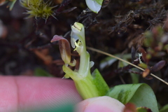 Pterostylis humilis