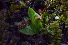 Pterostylis humilis
