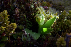Pterostylis humilis