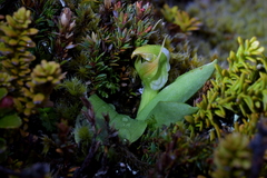 Pterostylis humilis