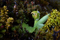 Pterostylis humilis