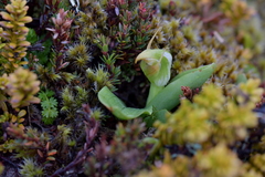 Pterostylis humilis